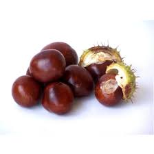 KESTANE KUZU KG