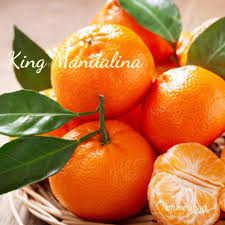MANDALINA KING KG**